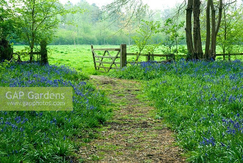 Hyacinthoides non-scripta - Bluebell wood and gate to wildflower meadow at Coton Manor