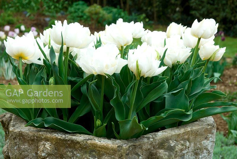 White double Tulipa 'Exotica Purissima' in old container in the formal garden at Coton Manor, Northants Spring