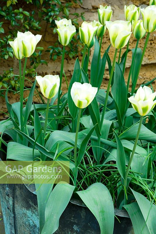 Tulipa 'Spring Green' in copper verdigris container on terrace at Coton Manor, Northants