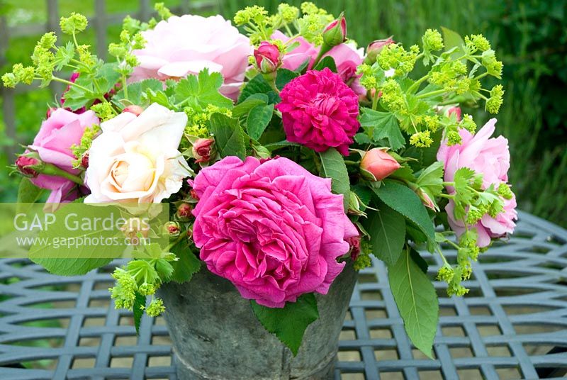 Rose arrangement with Achemilla mollis in old metal bucket - Rosa 'Madame Isaac Periere' and Rosa 'Heritage' in foreground