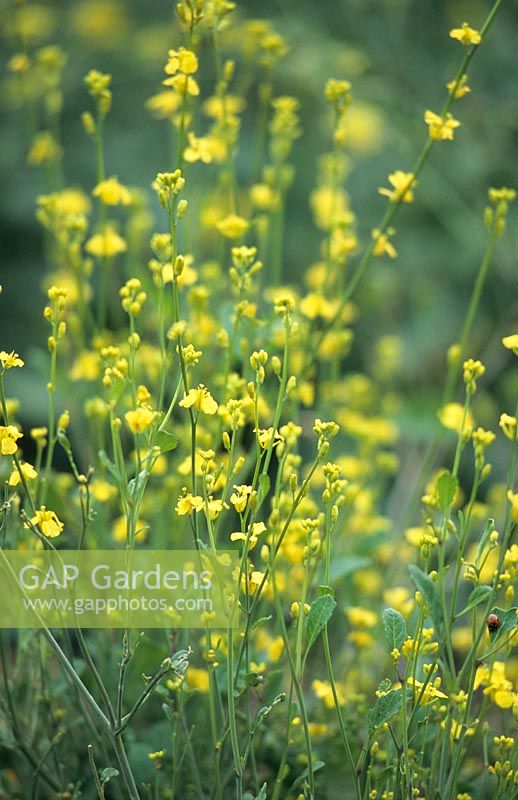 Brassica nigra - Black mustard
