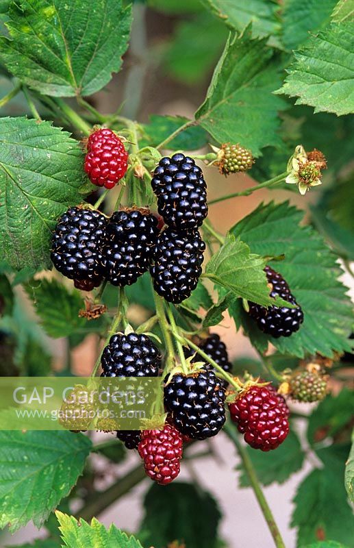 Rubus - Blackberry 'Loch Ness'