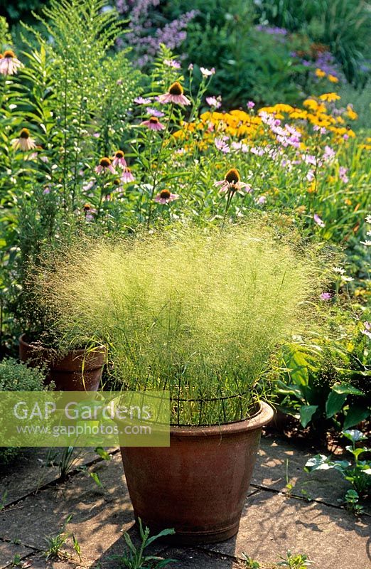 Aira elegantissima - Cloud grass growing in pot through upturned hanging basket for support