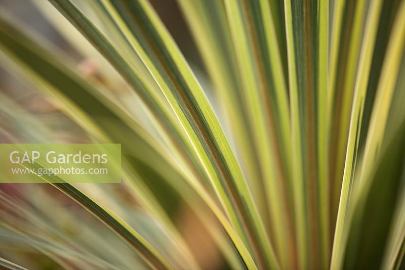 Cordyline australis 'Torbay Dazzler' - New Zealand Cabbage Palm