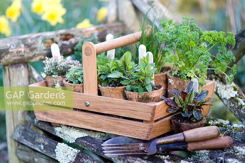 Herbs in hairy pots on bench