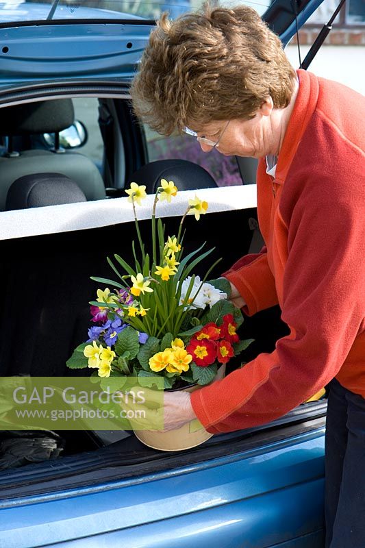 Bringing a spring flowering pot in from the car