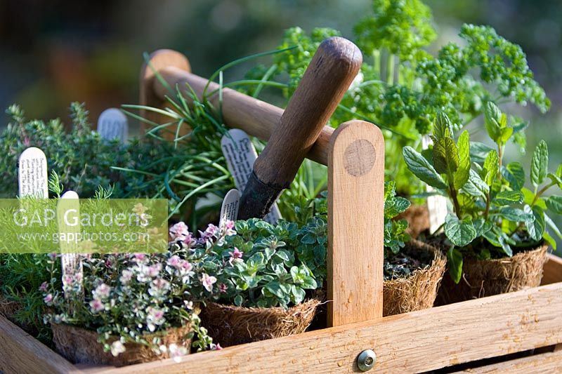 Wooden trug with hairy pots of herbs and trowel