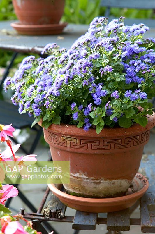 Ageratum houstonianum in pot on chair