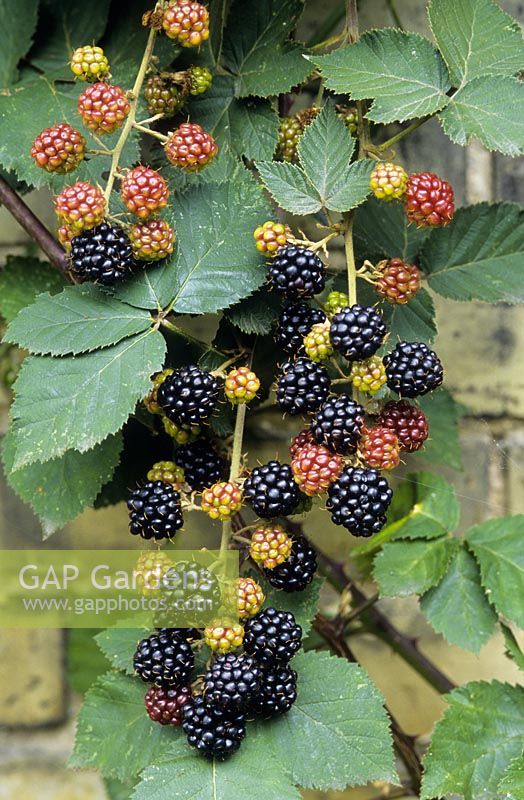 Rubus - Blackberry 'Fantasia'