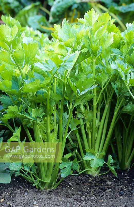 Apium graveolens - Celery