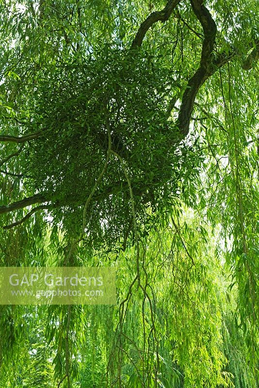 Salix babylonica - Weeping Willow with Mistletoe