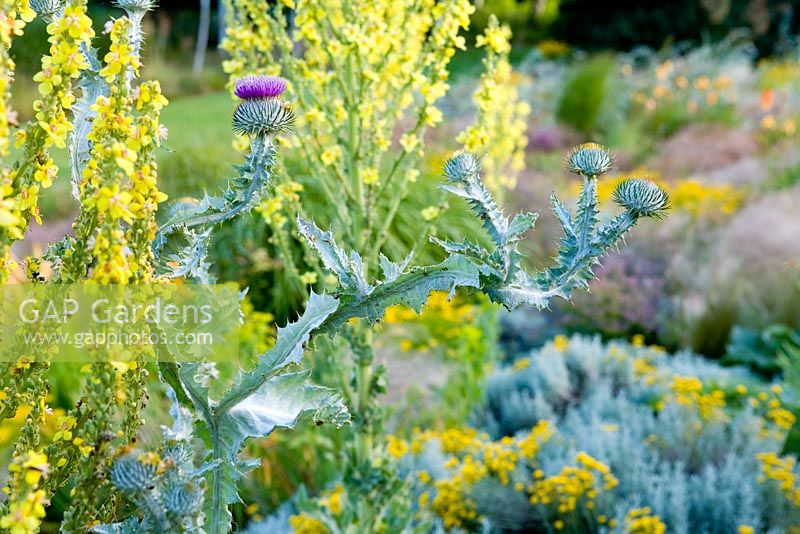 Prairie style garden with drifts of grasses, Verbascum and Onopordum acanthum - Lady Farm, Somerset 