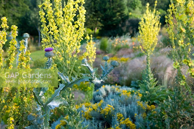Prairie style garden with drifts of grasses, Verbascum and Onopordum acanthum - Lady Farm, Somerset