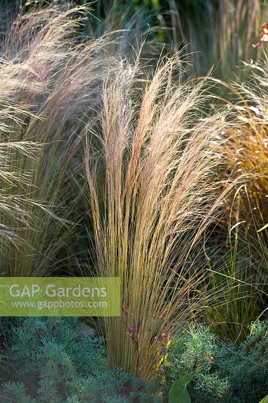 Stipa tennuissima - Mexican Feather Grass