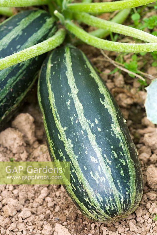 Courgette 'Badger Cross'
