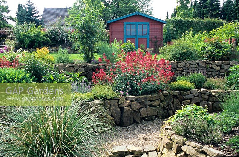 Raised garden with Centrathus ruber in centre and painted shed in background