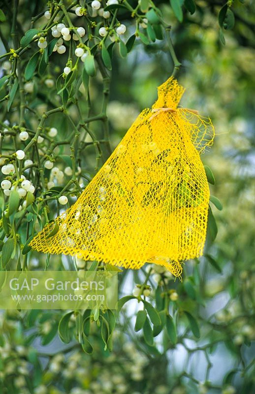 Ripening mistletoe berries on tree with net to protect from birds