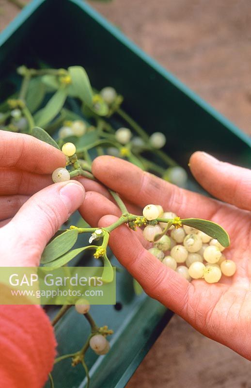 Removing ripe Mistletoe berries for sowing