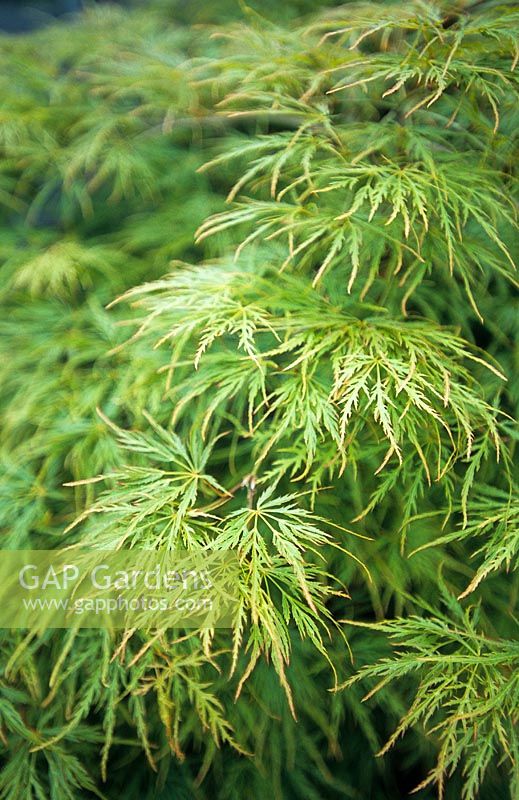 Acer palmatum 'Dissectum' - Japanese Maple