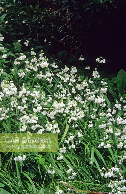 Allium paradoxum - An invasive non-native plant not to be confused with Allium paradoxum var normale