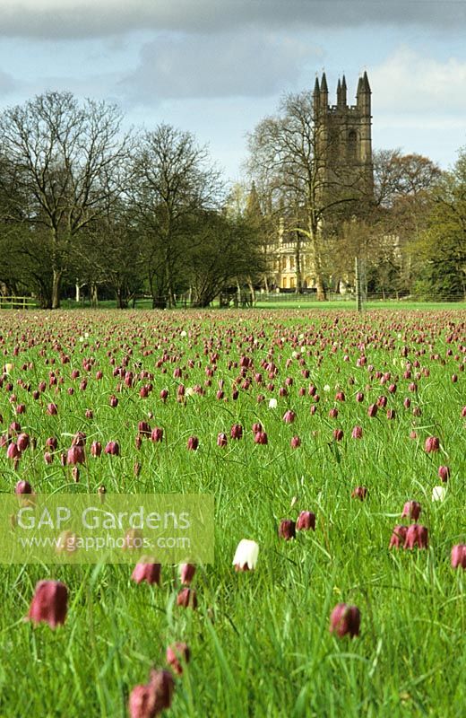 Meadow of Fritillaria meleagris - Snake's head fritillary - at Magdalen College, Oxford