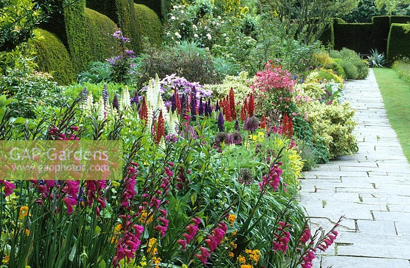 The long border at Great Dixter in early summer with Gladiolus communis subsp. byzantinus, Lupins and Aquilegia