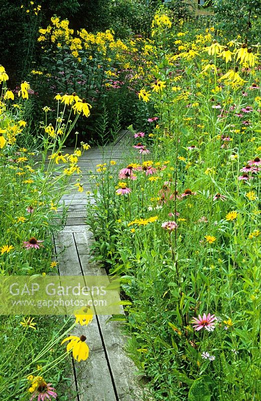 Wooden boardwalk through Prairie style garden with Rudbeckias, Echinacea, Coreopsis and Wilphium