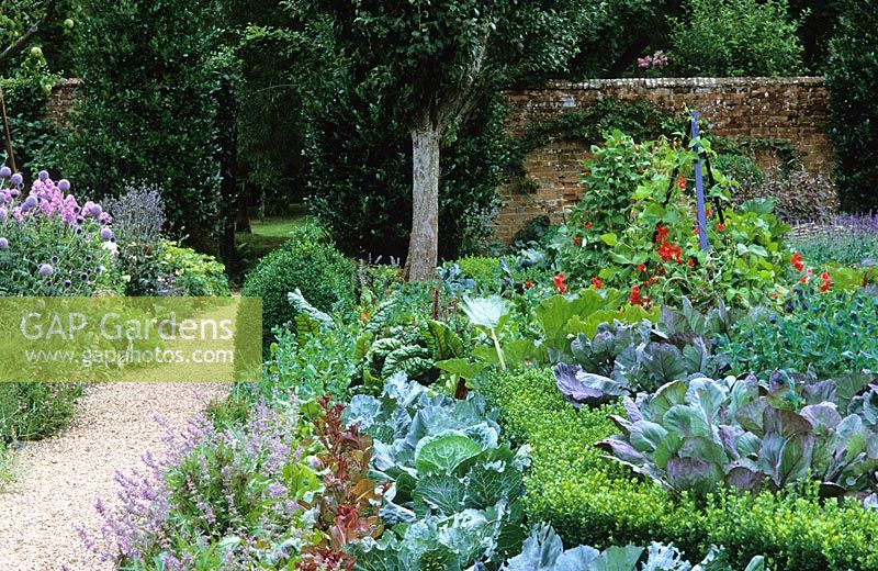 The Potager garden at West Green House -  Cerinthe major 'Purpurascens' and Brussel sprout 'Rubine' with cabbages and lettuces lining the path