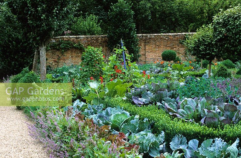 The Potager at West Green House garden - Cerinthe major 'Purpurascens' and Brussel sprout 'Rubine' with cabbages and lettuce lining the path