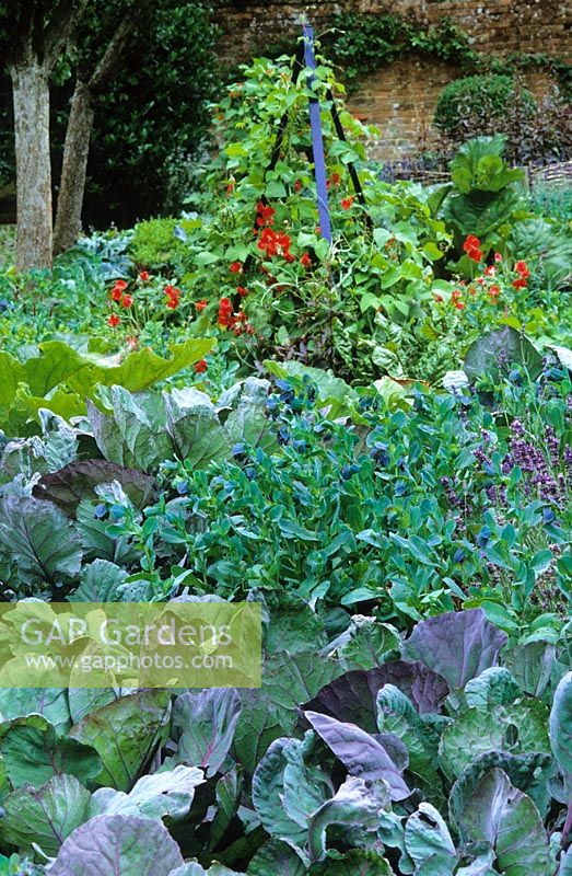 The Potager at West Green House garden - Runner beans and sweet peas growing on obelisk with Cerinthe major 'Purpurascens' and Brussel sprout 'Rubine' in foreground