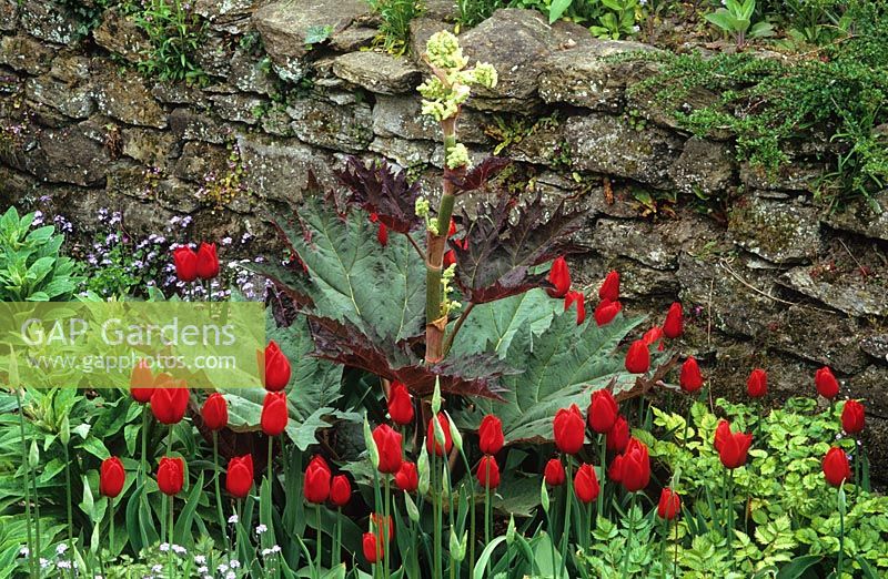 Red tulips with Rheum palmatum 'Atrosanguineum' 
