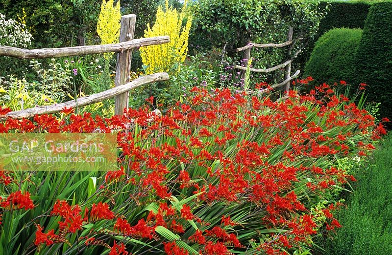 Crocosmia 'Lucifer' and Verbascum olympicum growing in the High Garden at Great Dixter