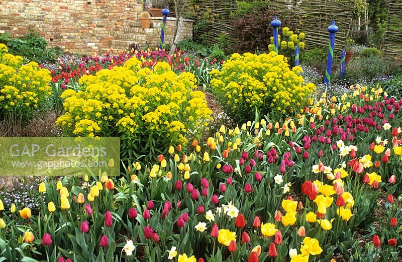 Tulips and Euphorbia palustris in the cutting garden at Perch Hill