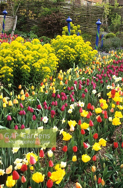 Tulips and Euphorbia palustris in the cutting garden at Perch Hill