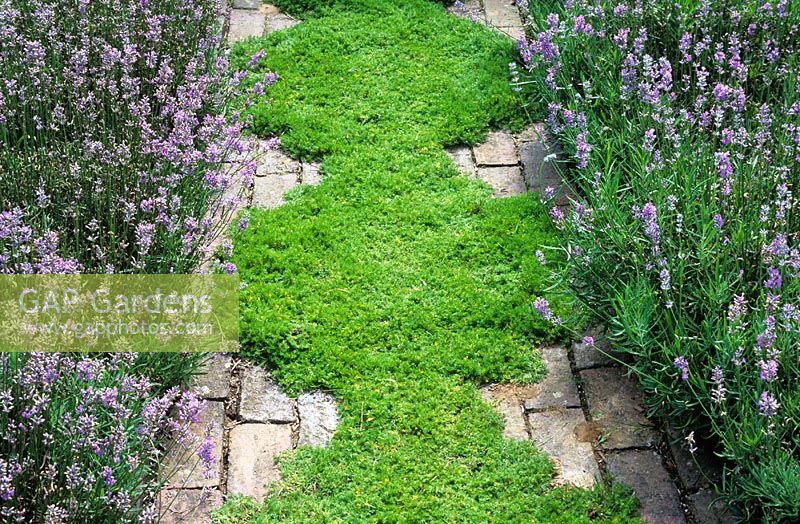 A scented chamomile path Chamaemelum nobile 'Treneague' edged with Lavandula angustifolia 'Hidcote' at Clinton Lodge