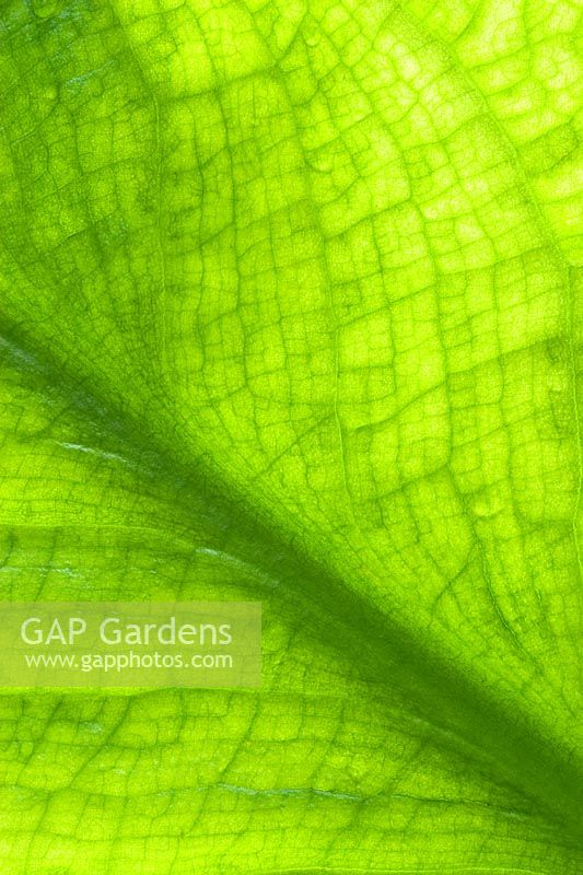 Lysichiton americanus - Yellow skunk cabbage leaf 
