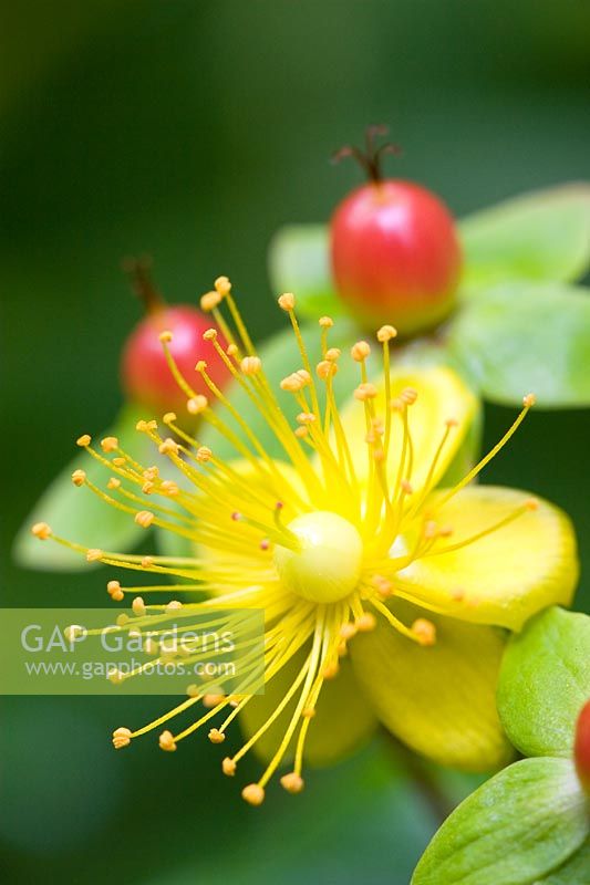 Hypericum androsaemum - Tutsan flower and fruits 