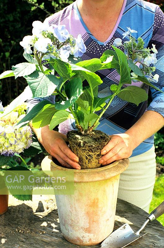 Woman planting a Hydrangea 
