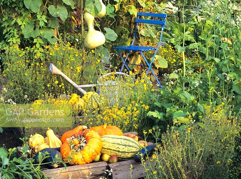 Potager with Cucurbita, watering can and blue chair