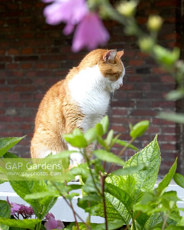 Ginger cat sitting in garden