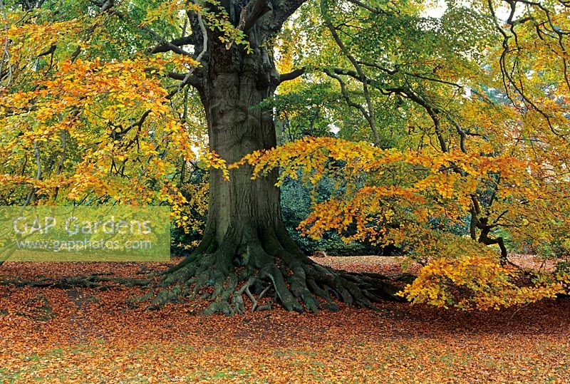 Fagus - Old Beech tree with partially exposed roots in October with turning leaves