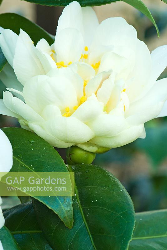 Camellia japonica 'Silver Anniversary' - Double white bloom at Trehanes Nursery, Dorset