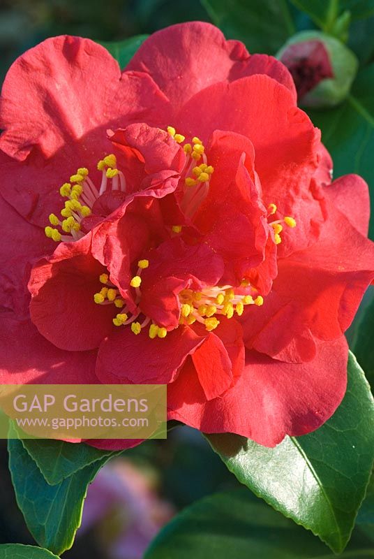 Camellia japonica 'Dr Burnside' - Semi-double to peony form flowers at Trehanes Nursery, Dorset