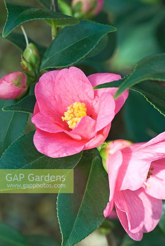 Camellia japonica 'Cornish Spring' at Trehanes Nursery, Dorset