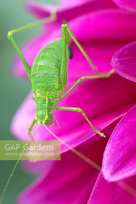 Speckled bush cricket, Leptophyes punctatissima, on magenta Dahlia