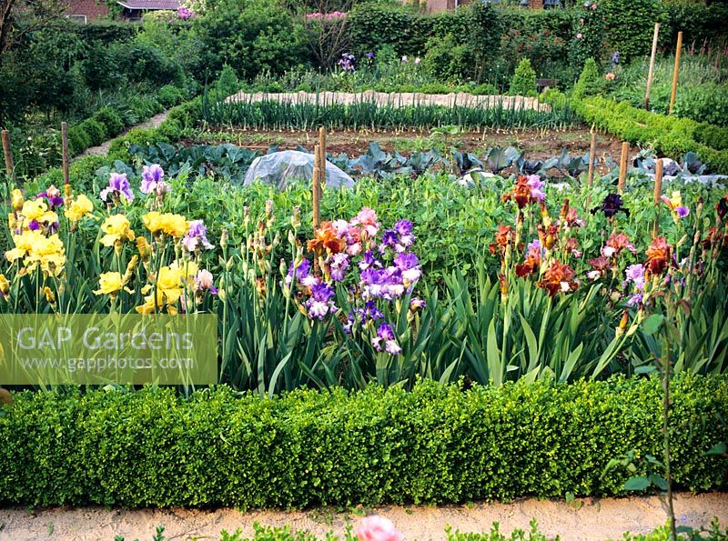 Vegetable garden with Iris