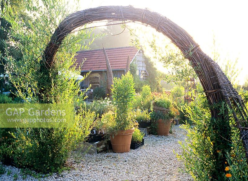Salix archway leading to house and garden