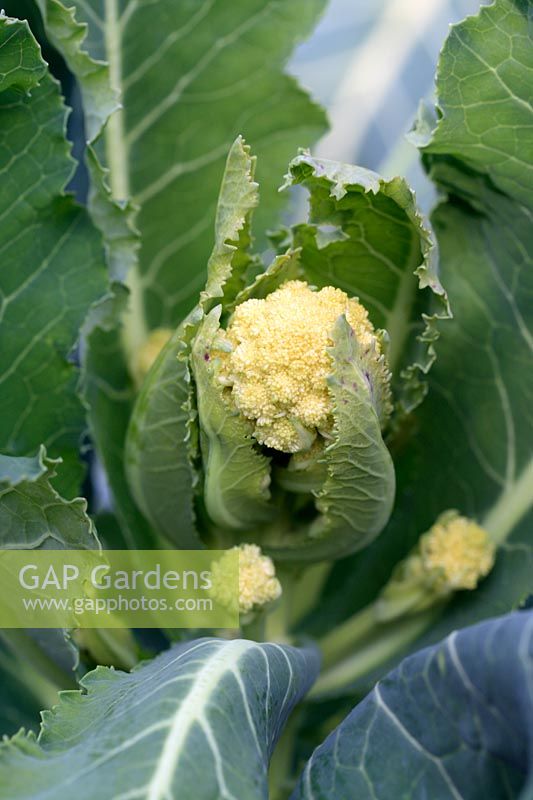 Brassica oleracea 'Early White Sprouting ' - Organic Broccoli