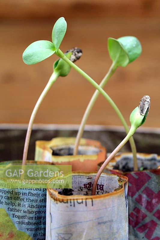Helianthus 'Giant Single' - Sunflower seedlings growing in biodegradable newspaper pots