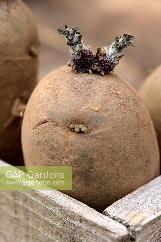 Solanum tuberosum 'Charlotte' - Chitted potato in wooden box